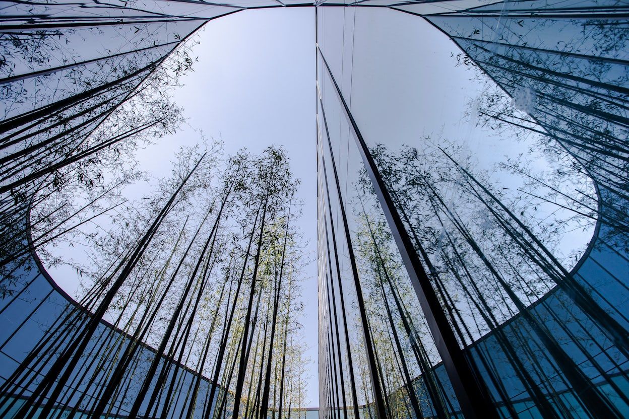 Tall trees reaching for the sky viewed from a courtyard surrounded by tall windows.