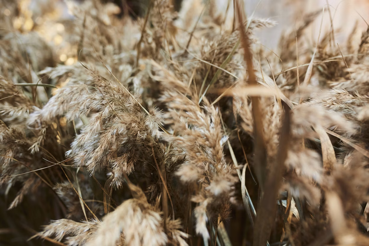 Close-up of dry grass.