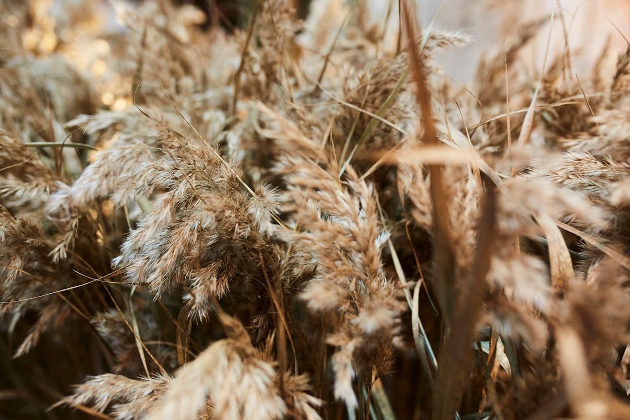Close-up of dry grass.