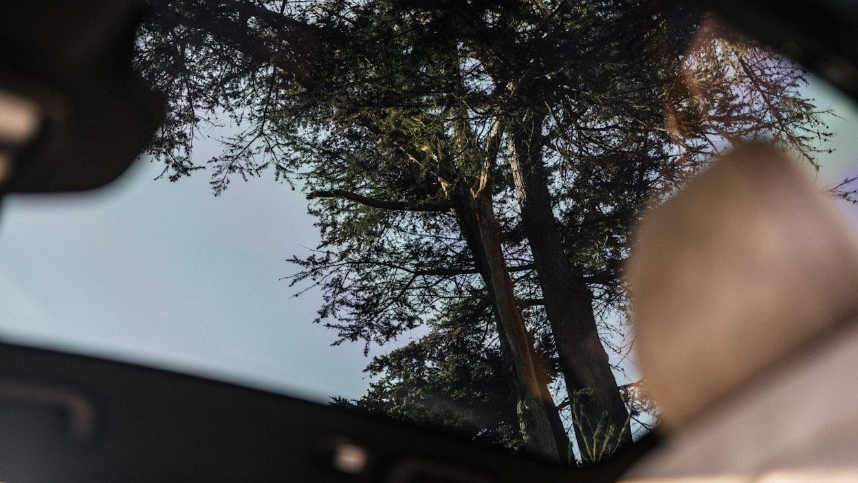 Forest trees seen through the sunroof of a car.