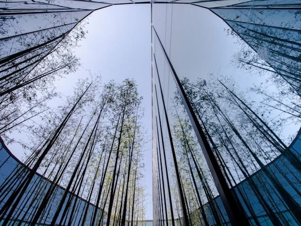 Mirrored view of trees