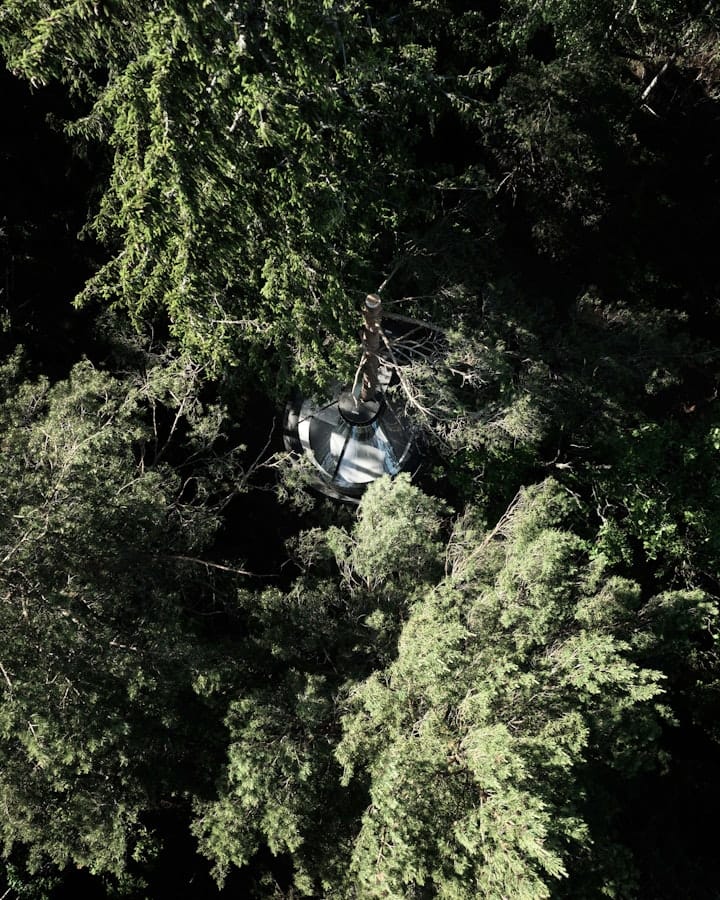 A treehouse, as seen from above.