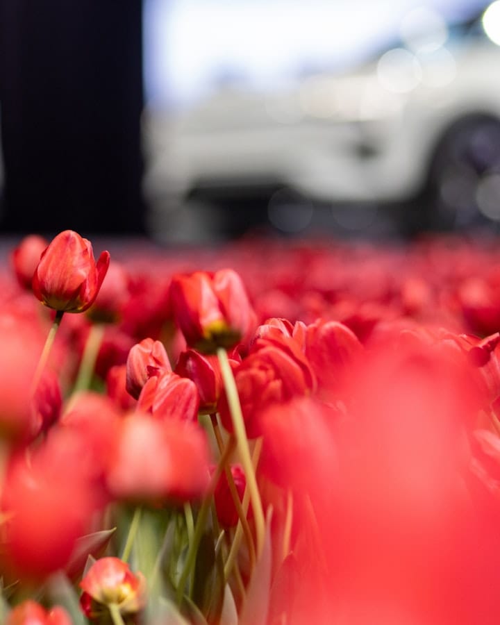Close-up on the red tulips used to set the scene for the launch