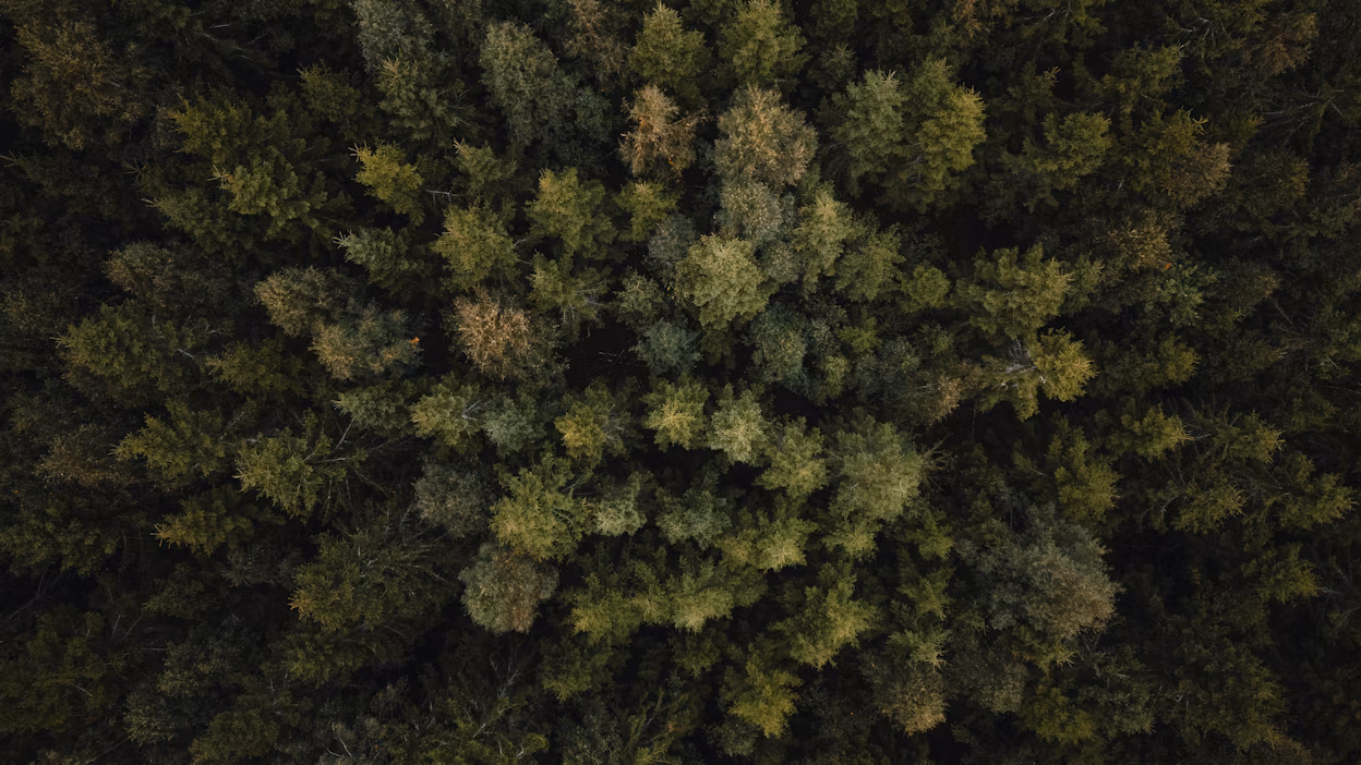 Tree tops from above.
