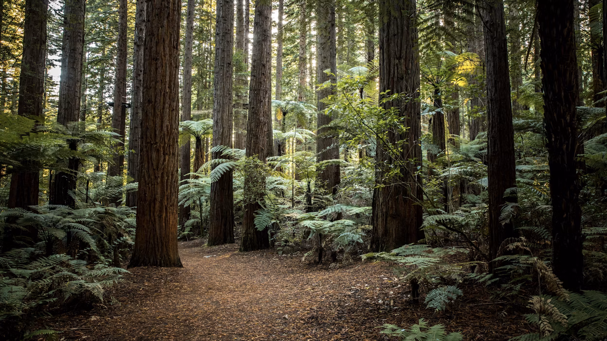 Redwood forest in New Zealand