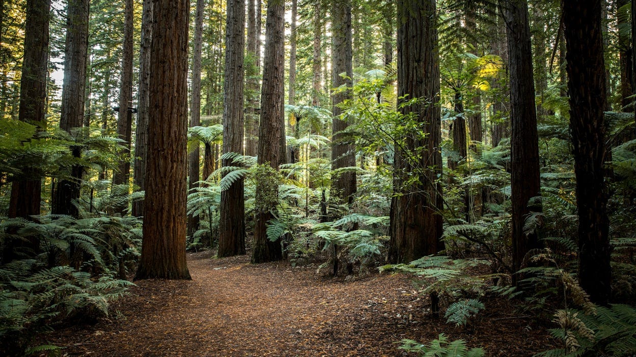 Redwood trail in Whakarewarewa Forest, New Zealand