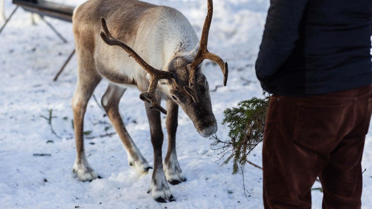 Gordon Murphy feeding a reindeer.