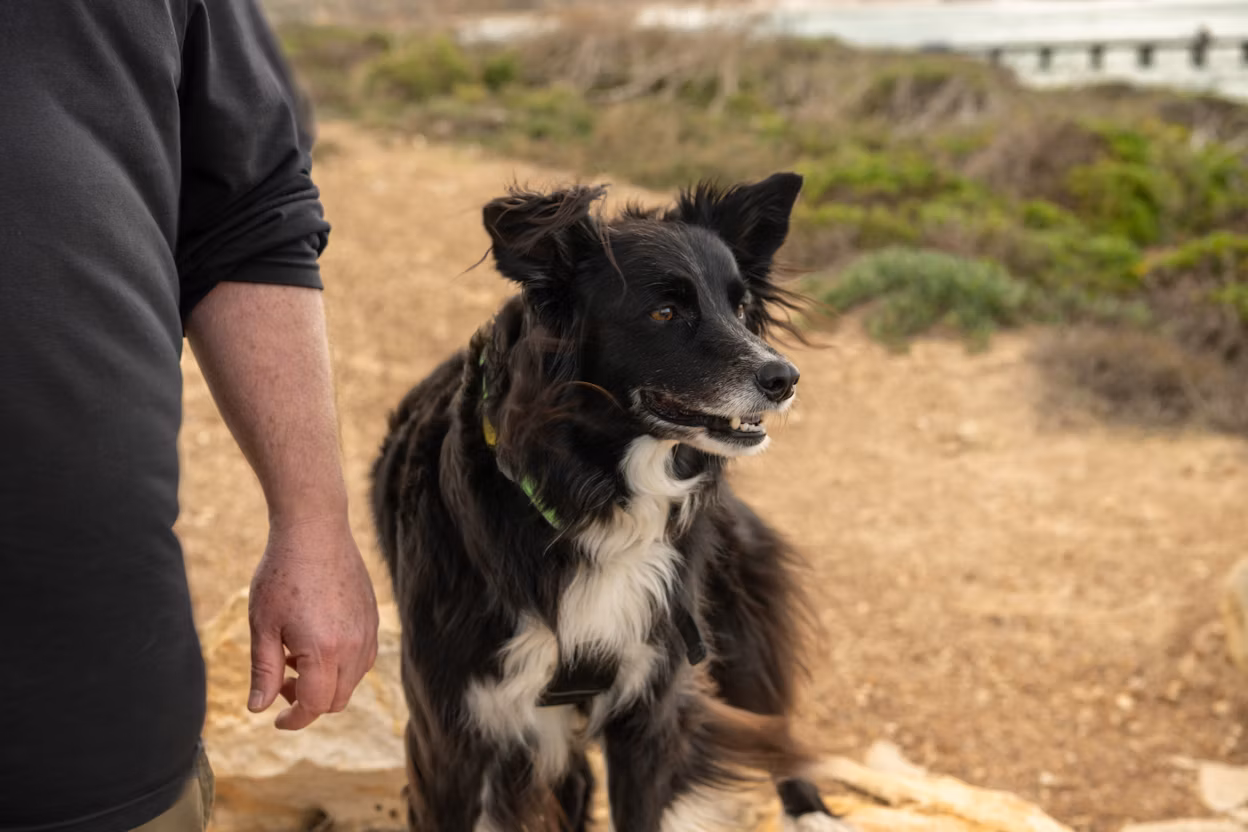 Stan's pet dog, a border collie named Twiggy, looks out to the ocean by Stan's side